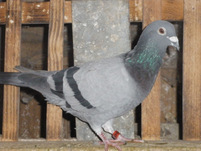 Vanduta Catalin Popescu; Norma viteza si demifond in 2013.Frate cu Loc 7 Uman(565km), fiu din loc 1 Suceava(354km), loc 20 Prezmysl(623km).
