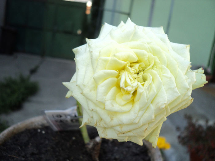 Vernil oct 2013; achizitionat oct 2013 de la Dimov Bulgaria
