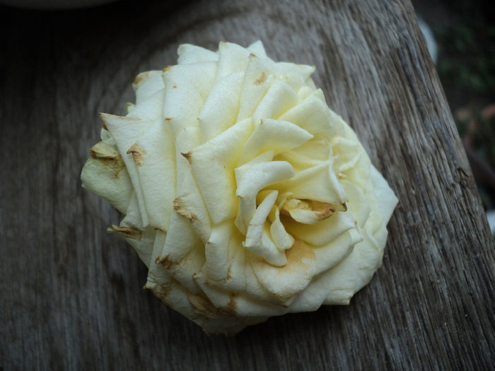 A cazut prima floare oct 2013 vernil