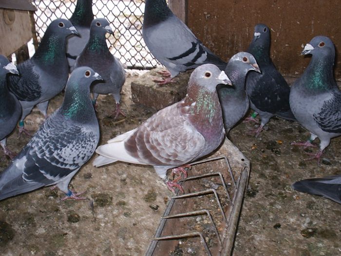 2013-11-05 - My Pigeons