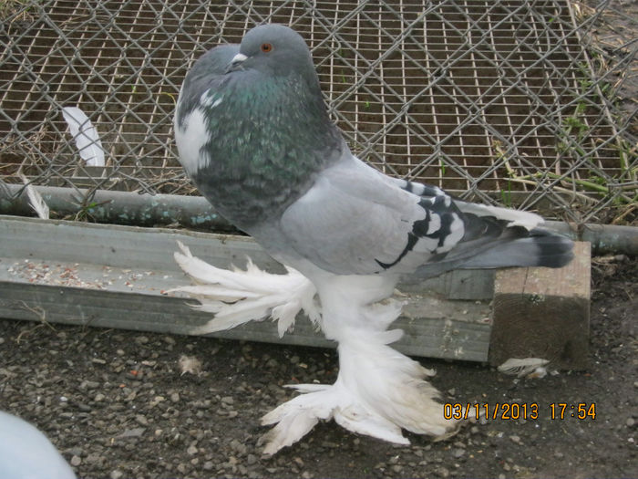 vindut - gusati pomeranieni