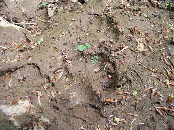 urma de ras... - Muntii Metaliferi - zona Cheile Glodului