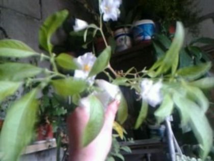  - Solanum jasminoides