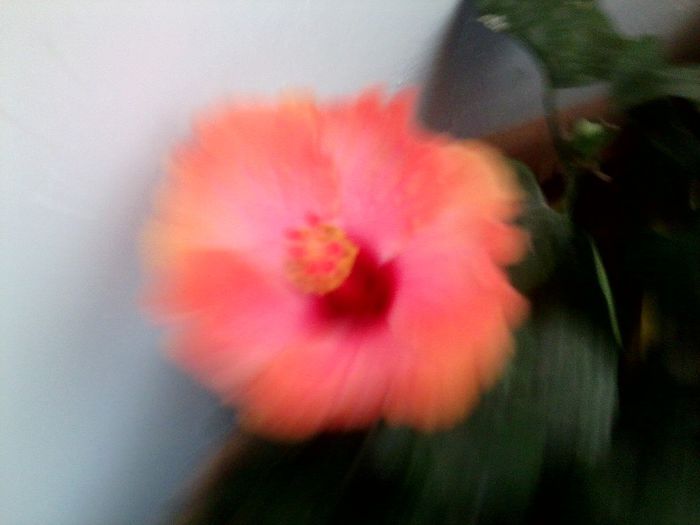 Fotografie9070 - hibiscusi 2013-5