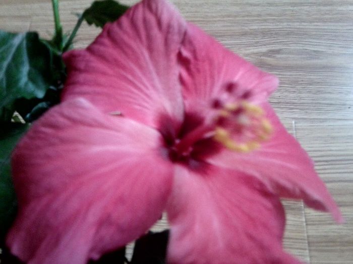 Fotografie9078 - hibiscusi 2013-5