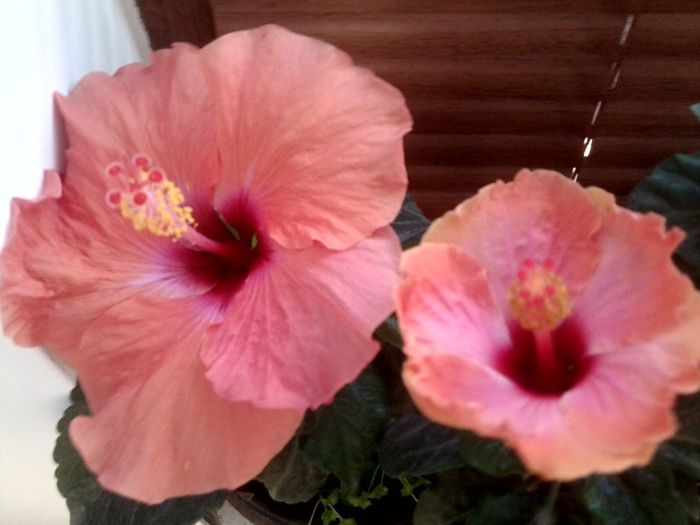 Fotografie9063 - hibiscusi 2013-5