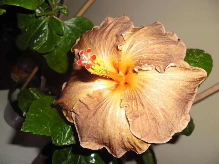 Black Jack - Hibiscus 2013-3