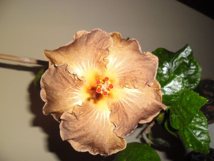 Black Jack - Hibiscus 2013-3