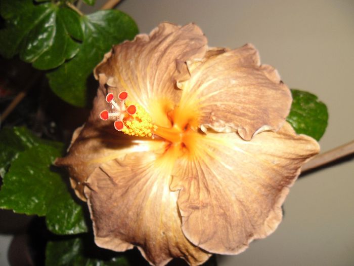 Black Jack - Hibiscus 2013-3