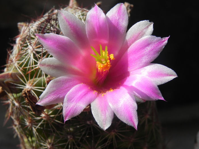 Mammillaria grahamii hb - cactusi 2013