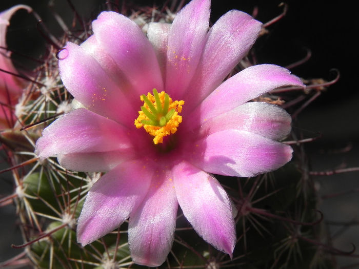 Mammillaria grahamii - cactusi 2013