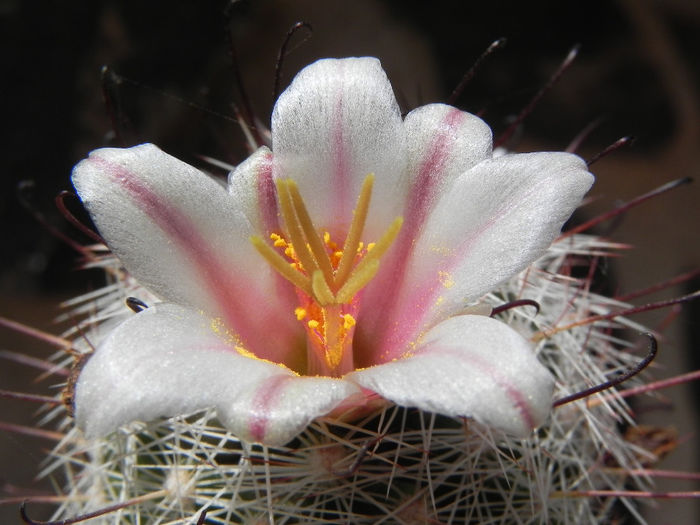 Mammillaria hutchinsoniana - cactusi 2013