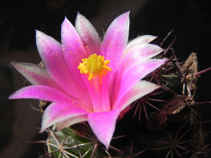 Mammillaria sheldonii - cactusi 2013