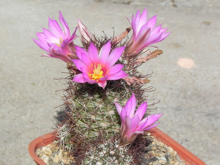 Bartschela schumannii - cactusi 2013