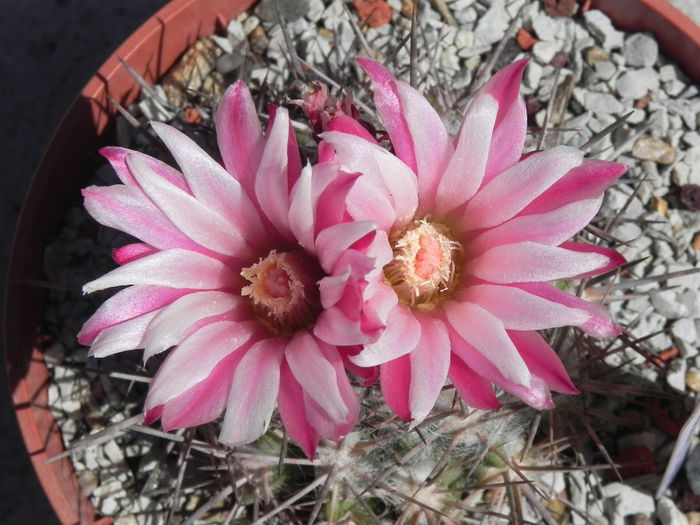 Neoporteria floccosa - cactusi 2013