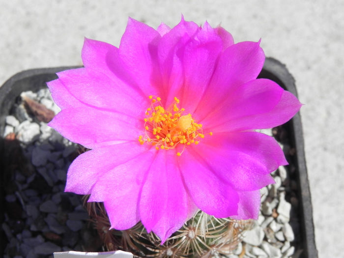 Neolloydea grandiflora - cactusi 2013