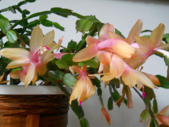 DSCN6828_007