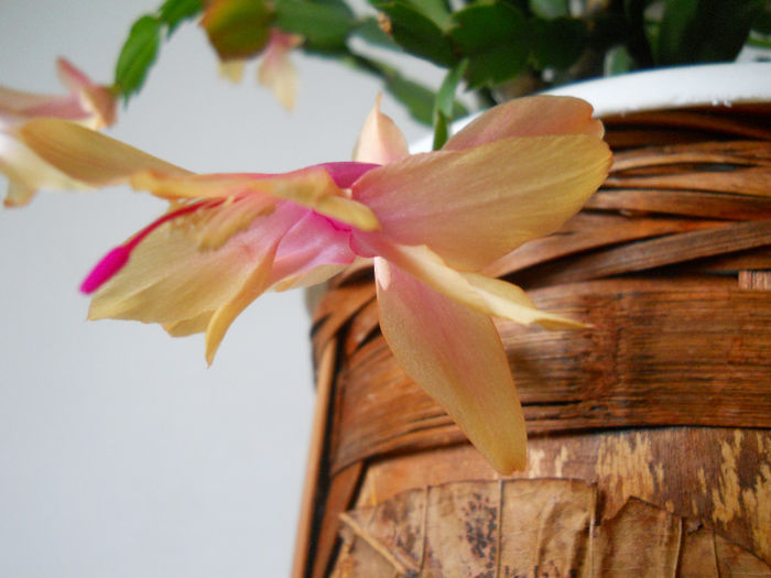 DSCN6829_008