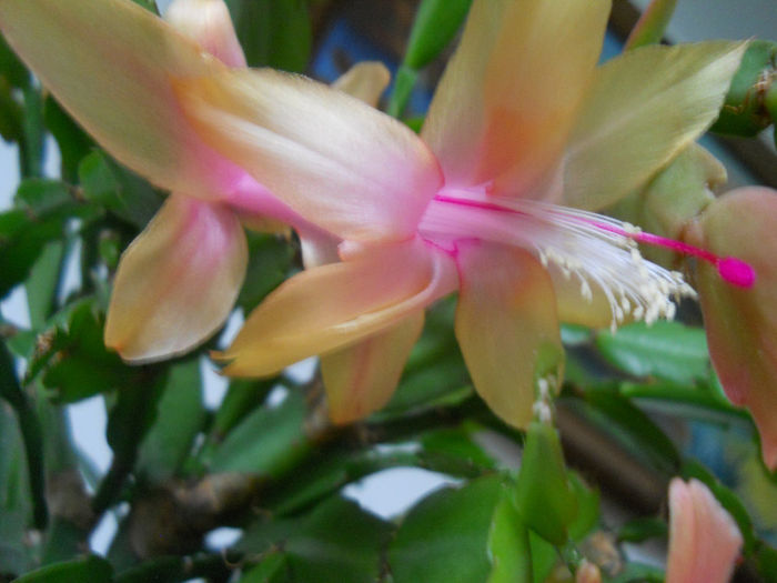 DSCN6830_009