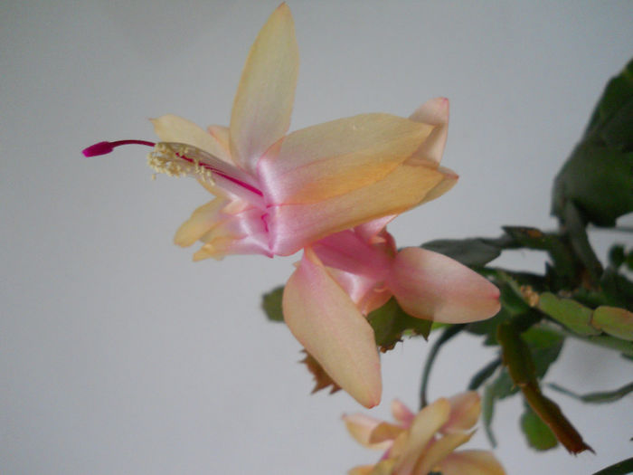 DSCN6831_010