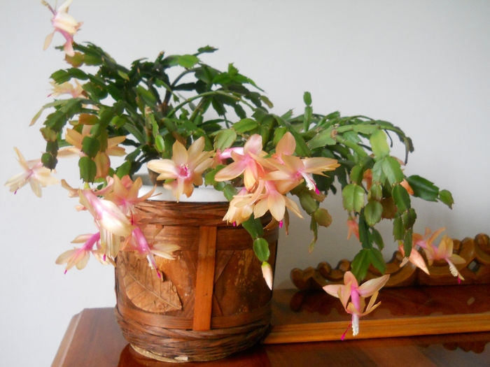 DSCN6832_011