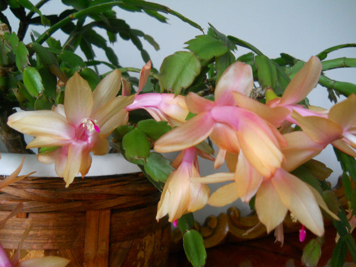 DSCN6833_012