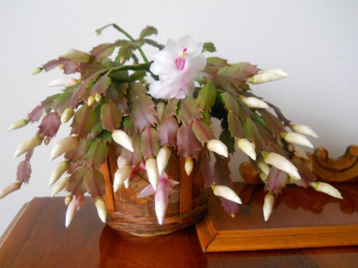 DSCN6847_026