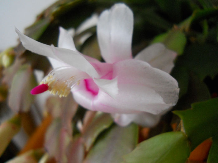 DSCN6850_029 - schlumbergera