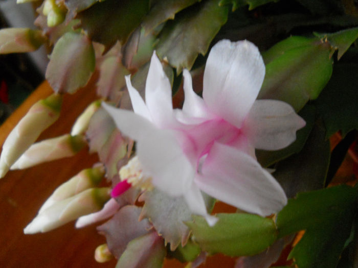 DSCN6851_030