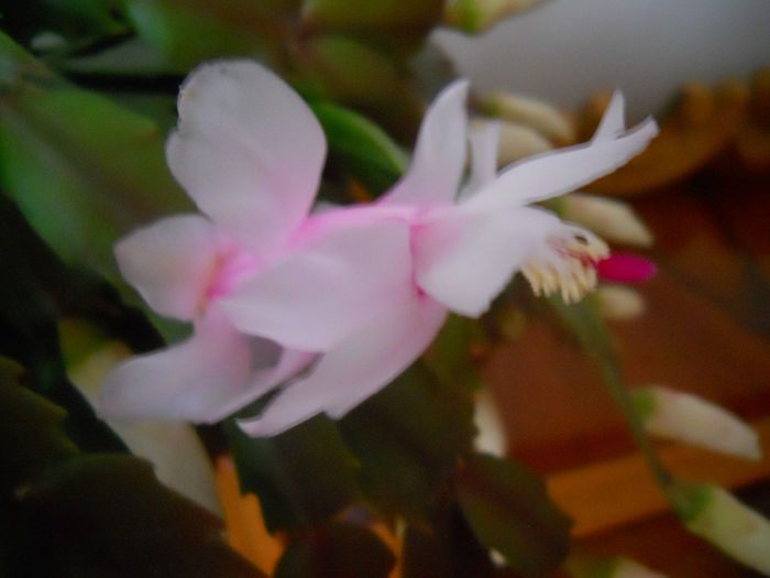 DSCN6852_031