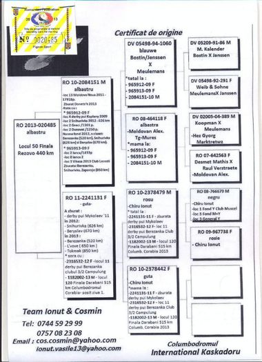Columbodrom-Kaskadoru-RO-20485-2013-pedigree - 2- Columbodromul Kascadoru 2013
