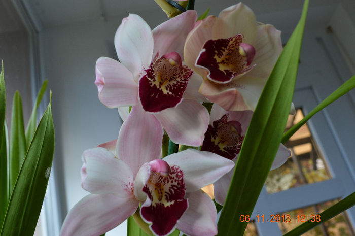 DSC_0146 - Cymbidium