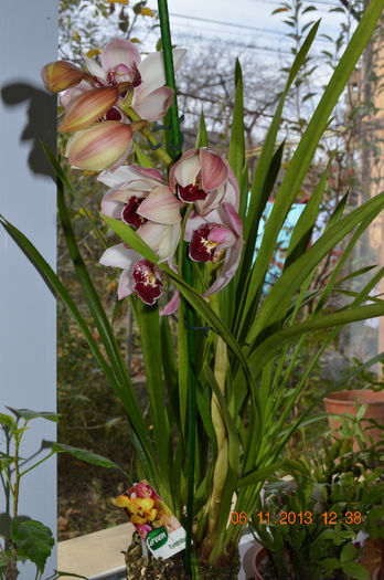 DSC_0147 - Cymbidium