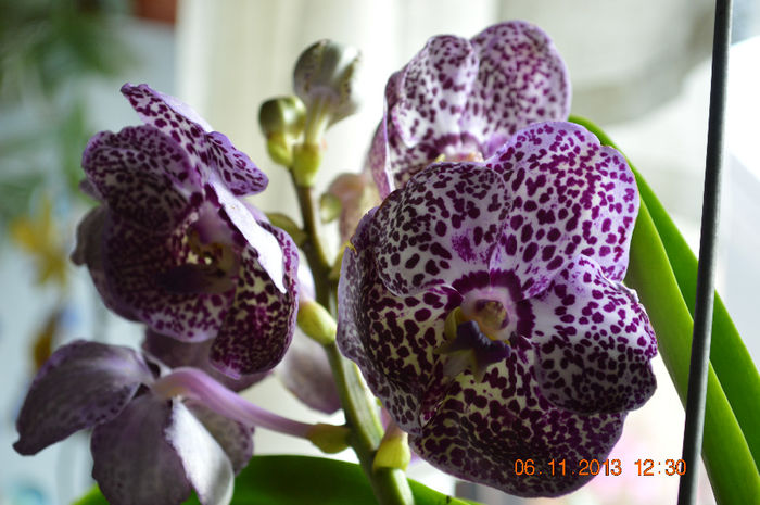 Vanda 3-dark spotty - Vanda