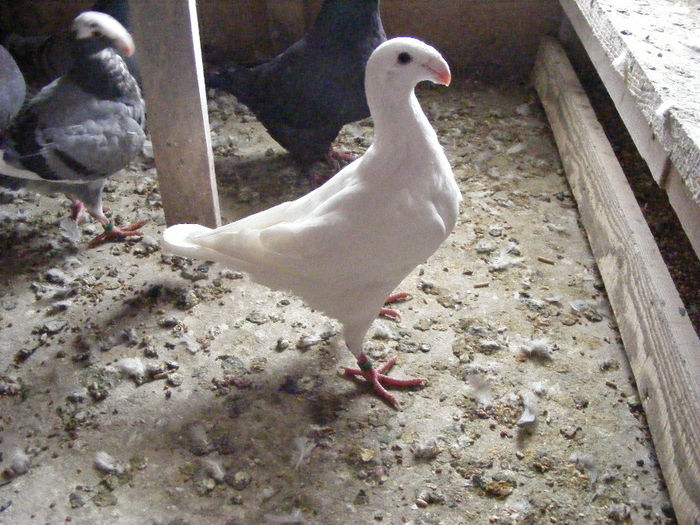 VINDUTA NOIEMBRIE 2013