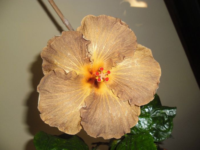 093 - Hibiscus 2013-3