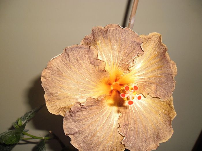 100 - Hibiscus 2013-3