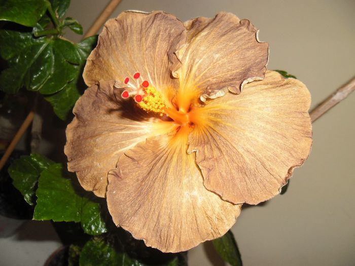 084 - Hibiscus 2013-3