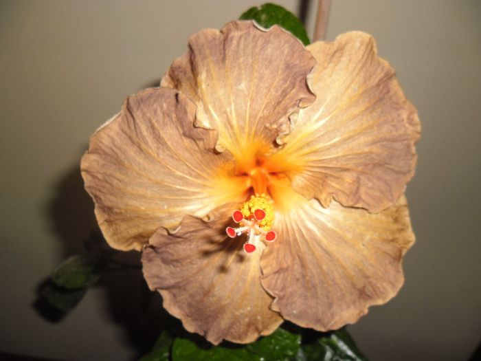 Black Jack - Hibiscus 2013-3