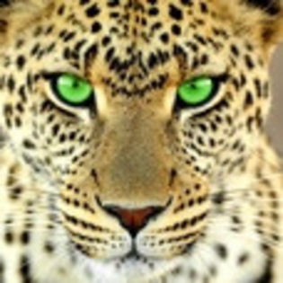 avatare_animale_36