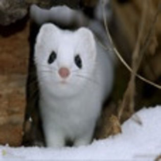 avatare_animale_8