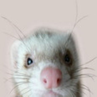 avatare_animale_1700
