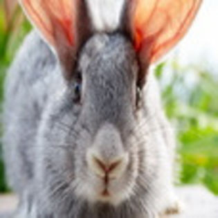 avatare_animale_1692