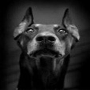 avatare_animale_1714