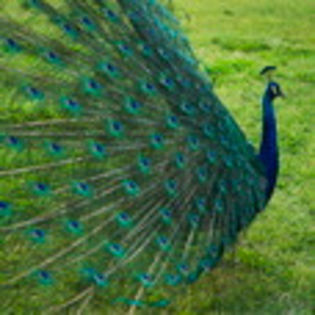 avatare_animale_1686