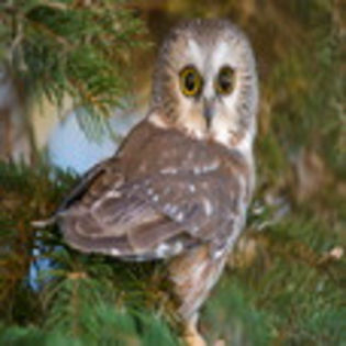 avatare_animale_1695