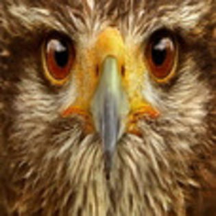 avatare_animale_1697