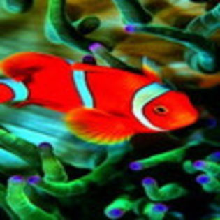 animale1 - www.avatareselecte.com
