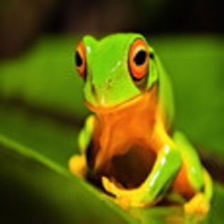 avatare_animale_1701