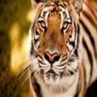 avatare_animale_1228